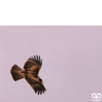 گونه عقاب پر پا Booted Eagle 